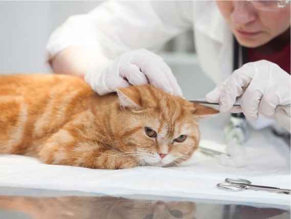 往診専門の動物病院が急増　通院が難しい犬、猫を自宅で診療